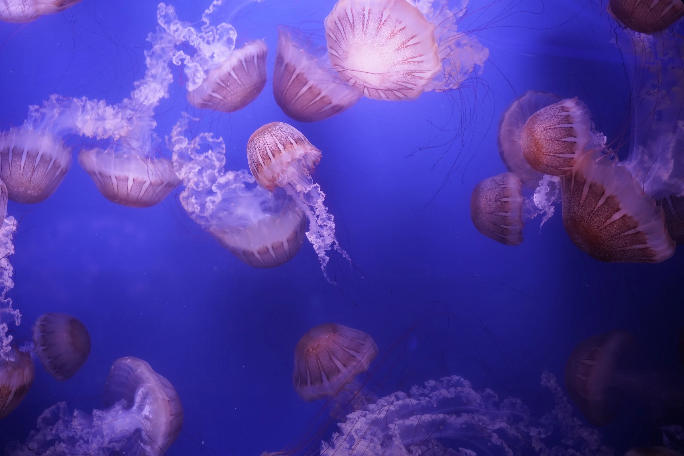 What to See at the Genoa Aquarium (And Why It's Worth the Trip)